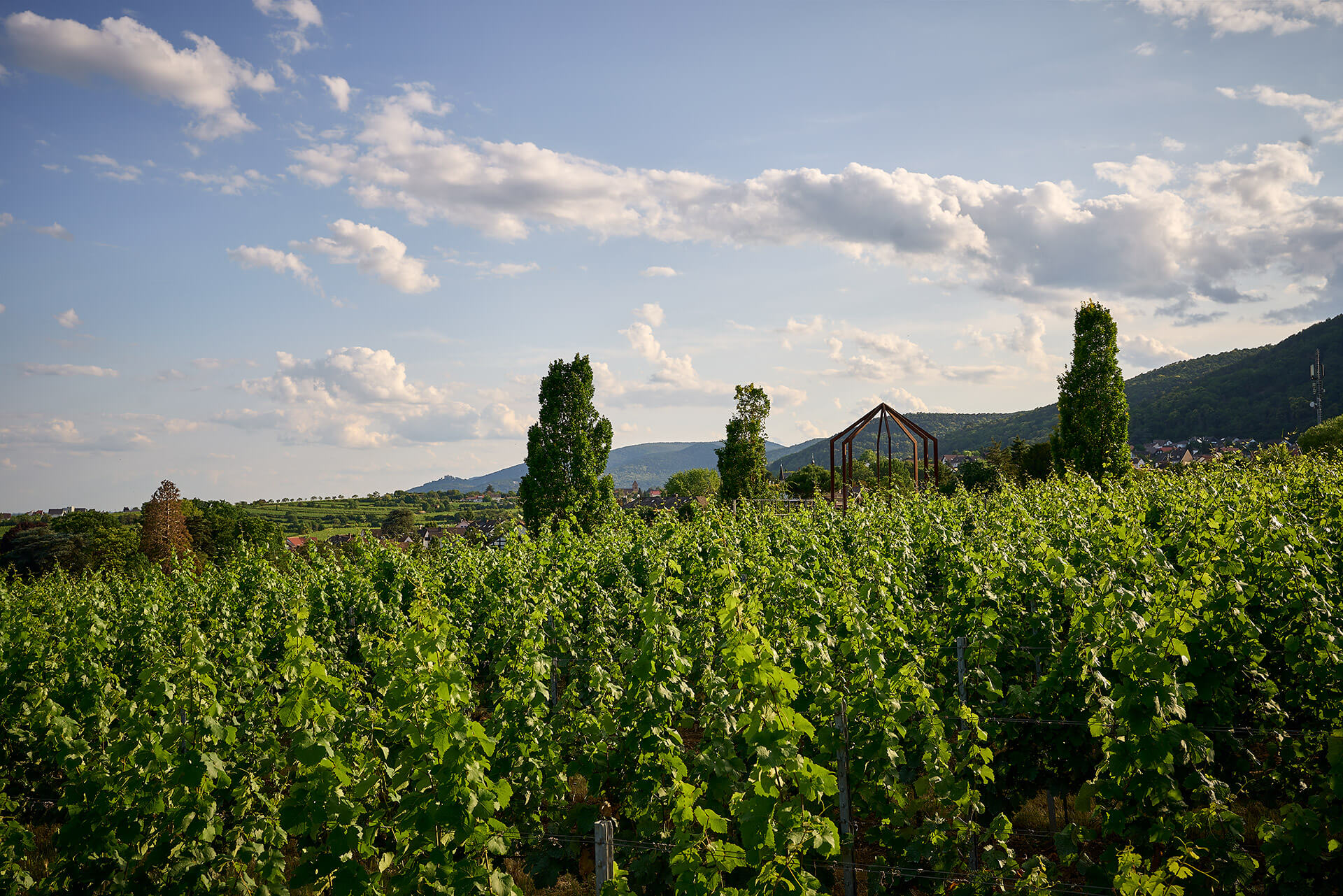 Blick auf die Weinlage Königsbacher Idig
