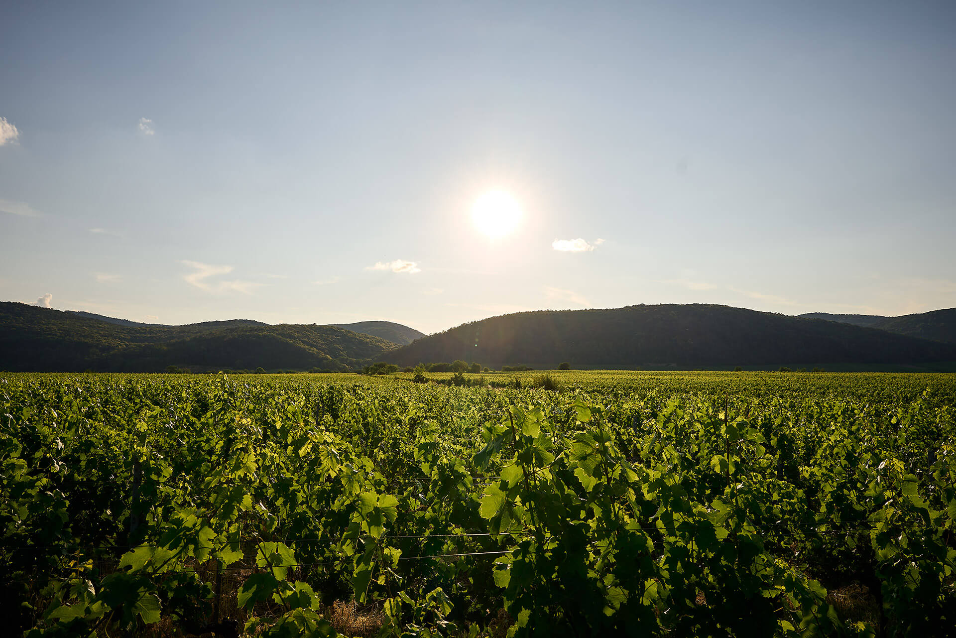 Weinlage Ruppertsberger Achtermorgen
