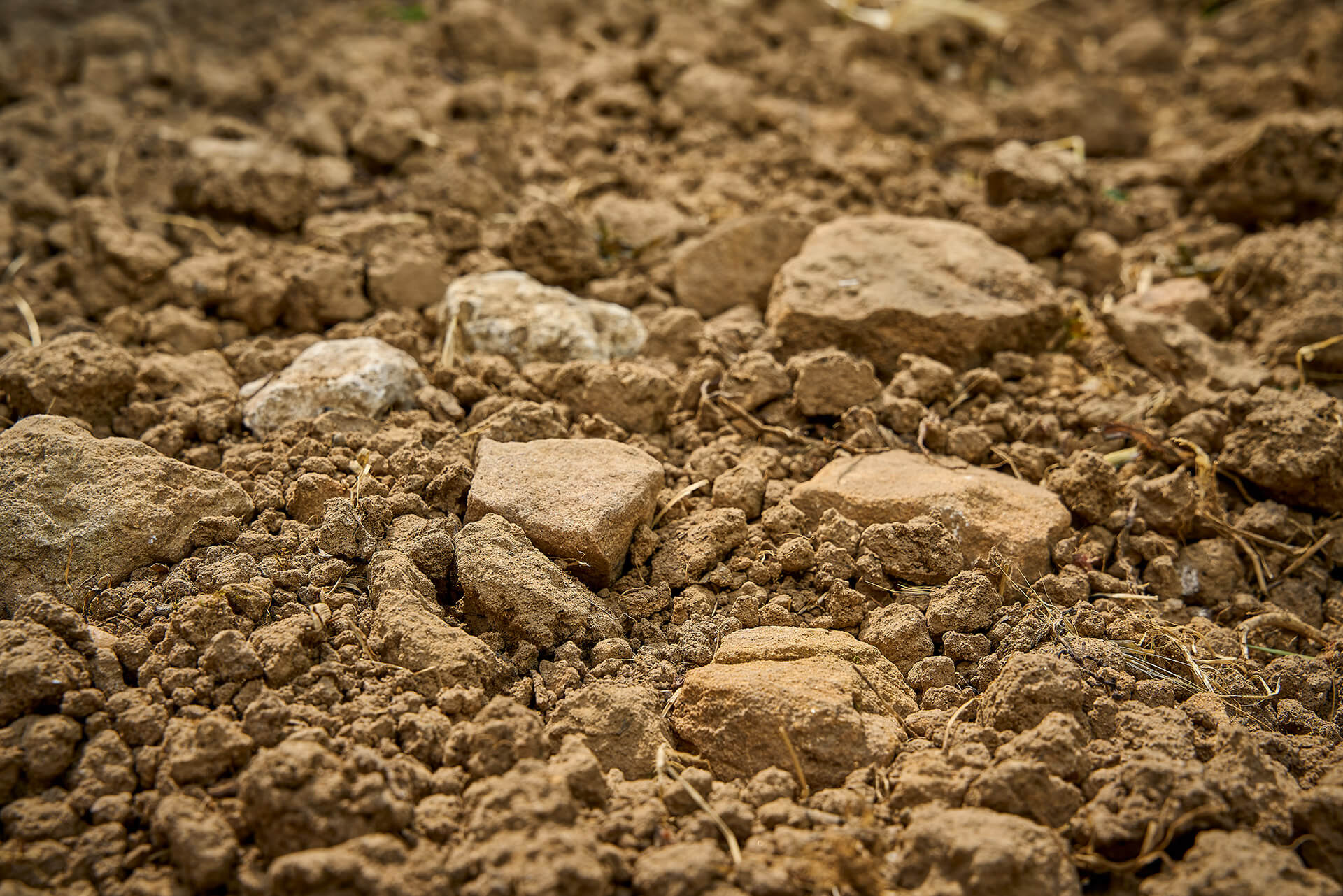 Weingut Andres – 2024 Königsbach Ölberg Spätburgunder Große Lage