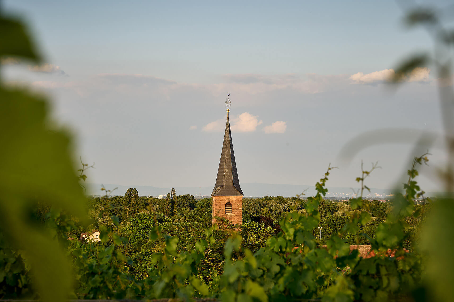 Blick in die Weinlage Forster Ungeheuer
