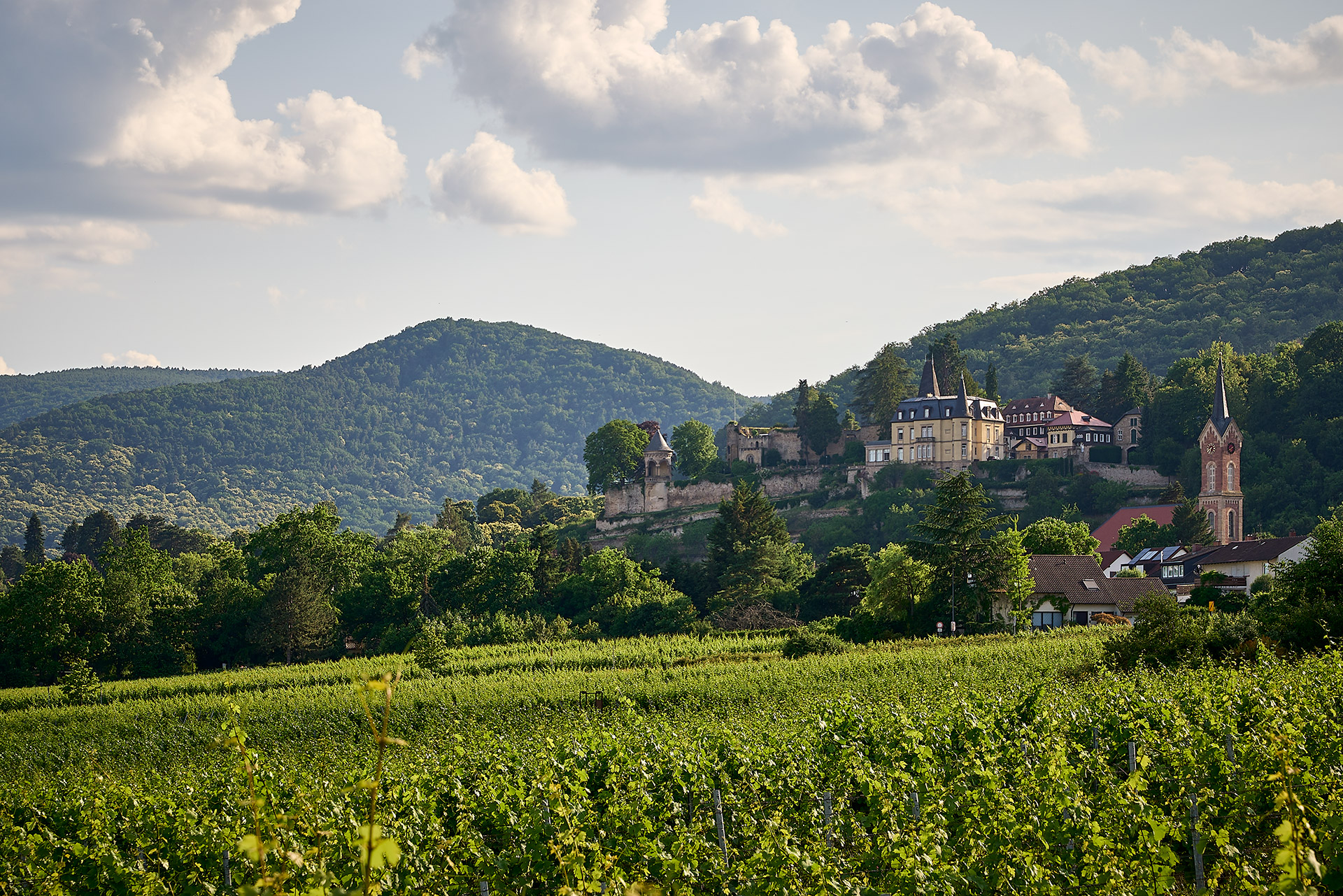 Blick auf die Weinlage Haardter Bürgergarten