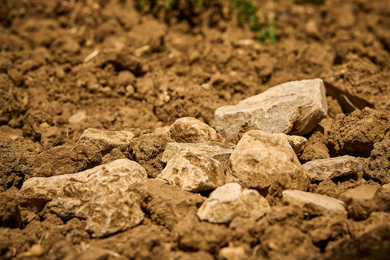 Weingut Andres - 2024 Haardt Herrenletten Spätburgunder Erste Lage