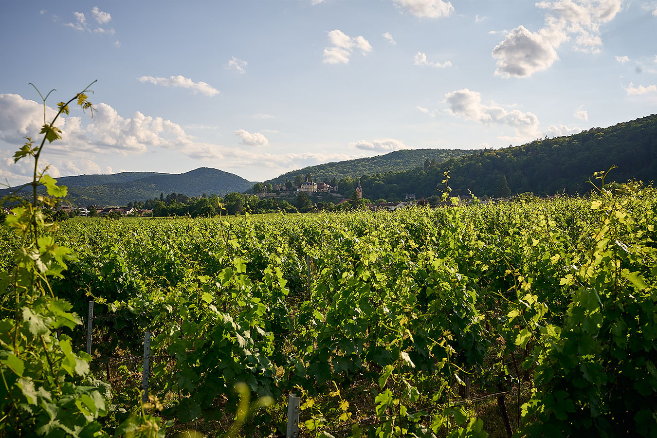 Blick auf die Weinlage Haardter Herzog